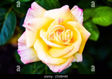 Gelb und rosa rosa in einem Rosenbusch Stockfoto