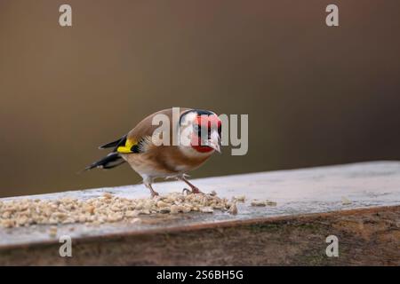 Europäischer Goldfink, der sich an Sonnenblumenherzen an Zaunpfosten in Somerset, Großbritannien, ernährt Stockfoto