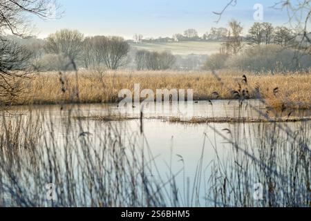 Malerischer Blick auf die Somerset Levels an der Ham Wall bei Meare mit Coots on Water, Schilfbetten im Hintergrund und tief liegendem Nebel Stockfoto