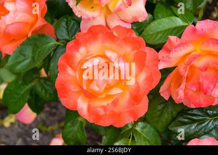 Leuchtend orange und rosa Gartenrosen Stockfoto