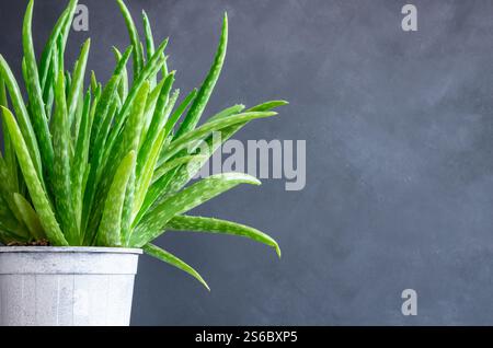 Live Aloe vera Pflanze in weißem Blumentopf, natürliche organische kosmetische Zutaten für empfindliche Haut, alternative Medizin Stockfoto