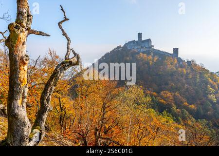 Bezdez Castle steht stolz auf einem Hügel, umgeben von lebhaftem Herbstlaub. Die gotische Architektur steht im Kontrast zu den farbenfrohen Bäumen, die das Wesen eines ruhigen Herbsttages einfangen. Stockfoto