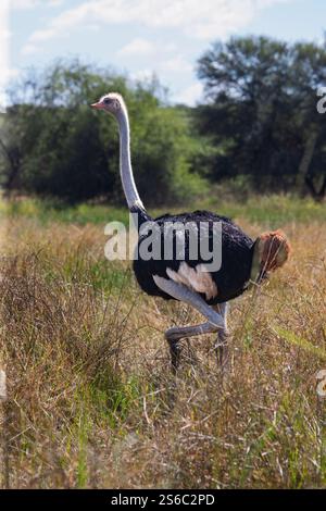 Straußenmännchen im Busch, Akazienbäume im Hintergrund Stockfoto