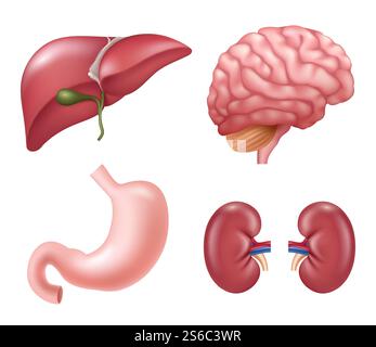 Menschliche Organe. Herz Nieren Leber Augen Gehirn Magen pädagogische medizinische Vektor realistische Anatomiebilder. Illustration des inneren Organs, medizinische Ausbildungsanatomie. Menschliche Organe. Herz Nieren Leber Augen Gehirn Magen pädagogische medizinische Vektor realistische Anatomiebilder Stock Vektor