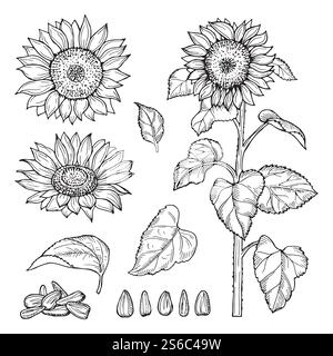 Sonnenblumenskizze. Vektorsamen, blühende Blumen Sammlung. Illustration Sonnenblumenskizze und Zeichnung Samen Pflanze. Sonnenblumenskizze. Vektorsamen, blühende Blumen Sammlung Stock Vektor