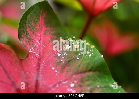 Nahaufnahme eines Kaladiumblattes (Herz Jesu) mit glänzenden Wassertropfen auf seiner Oberfläche. Die lebendigen Farben und die Textur des Blattes heben sich unter dem ab Stockfoto