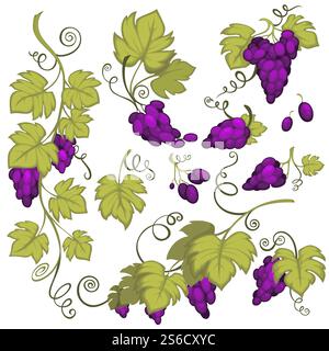 Trauben, Weinblätter, Zweige und Zweige, Weinberg und Weinherstellung isolierte Ikonen Vektor. Landwirtschaftliche Pflanzenernte, Weinbauindustrie, Obstbau. Landwirtschaft und Weinbau, Anbau von Weinerzeugnissen. Weinherstellung, Traubensträucher, isolierte Ikone, Weinbergernte Stock Vektor
