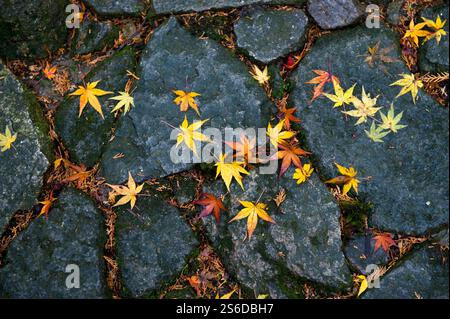 Gefallene Ahornblätter (Momiji), die auf einem Steingartenweg ruhen, erzeugen ein japanisches Ästhetik-, Konzept- oder Hintergrundbild eines japanischen Landschaftsgartens. Stockfoto