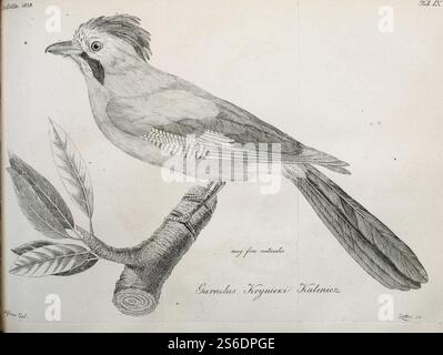 Garrulus glandarius krynicki Bulletin de la Société impériale des naturalistes de Moscou 1839. Stockfoto