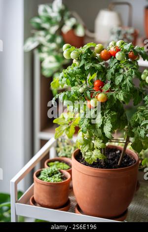 Unreife Kirschtomaten im Topf wachsen zu Hause. Garten mit Topfpflanzen. Ökologische Lebensmittel Stockfoto