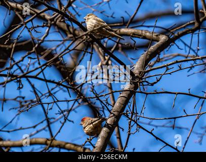 New York, NY - 25. Februar 2024: Hausfinken, weiblich und männlich Stockfoto