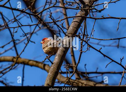 New York, NY - 25. Februar 2024: House finch in Central Park Ramble Stockfoto