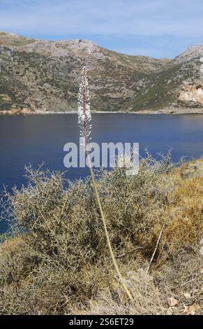 Meereskiefer (Urginea maritima) am Laconischen Golf bei Porto Kagio, Mani, Laconia, Peloponnes, Griechenland, Europa Stockfoto