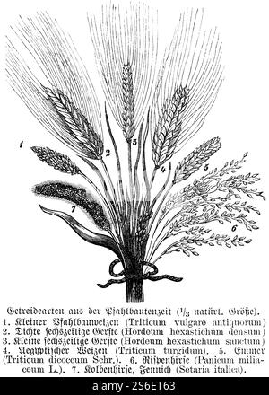 Getreide zum Zeitpunkt der Pfahlbestuhlung, Weizen (Triticum vulgaro antiquorum), Gerste (Hordeum), emmer (Triticum dicoccum) oder zweikörnige Hirse (Pani Stockfoto