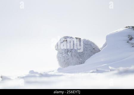 Berghase (Lepus timidus) erwachsenes Tier in seinem Winterfell, das in seiner Form auf einem schneebedeckten Berghand ruht, Cairngorm Mountains, Schottland, Unit Stockfoto