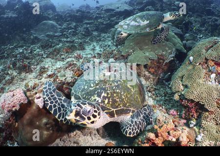 Zwei pazifische Karettschildkröten (Eretmochelys imbricata bissa) an einem Korallenriff, Tauchplatz PED, Nusa Ceningan, Nusa Penida, Bali, Indonesien, Asien Stockfoto