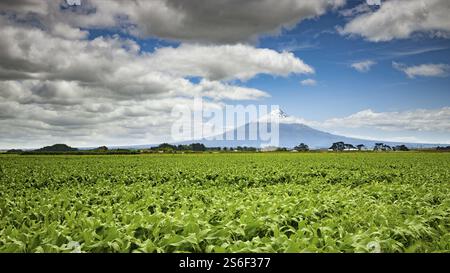 Ein Bild des Mount Taranaki in Neuseeland Stockfoto