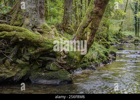 Verflochtener, moosbedeckter Baumstamm über einem klaren Fluss im Wald, Perlbachtal, Niederbayern Stockfoto