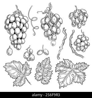 Traubenkritzelei. Weinsymbole für Restaurantmenügrafiken Gravur Traubenblätter Vektor handgezeichnete Sammlung. Weinrebe für die Illustration der Speisekarte im Vintage Restaurant. Traubenkritzelei. Weinsymbole für Restaurantmenügrafiken Gravur Traubenblätter Vektor handgezeichnete Sammlung Stock Vektor