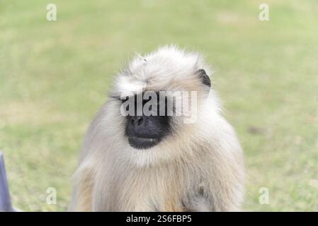 Graue Sprache (Semnopithecus entellus), Nahaufnahme eines Affen mit kurzem Pelzmuster auf einer Wiese, Ajanta, Ellora, Aurangabad, Mumbai, Südindien, Indien Stockfoto