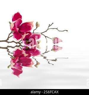 Ein Bild von einigen roten Magnolienblüten Wasserspiegelungen Stockfoto