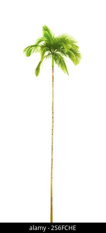 Eine Fotografie einer gekrümmten isolierten Palm Tree Stockfoto