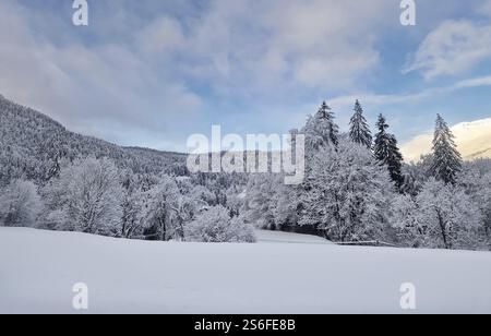 Friedliche Winterszene mit schneebedeckten Bäumen und Boden. Ruhige und malerische schneebedeckte Landschaft mit Nadelwäldern auf den Hügeln, die das hervorheben Stockfoto