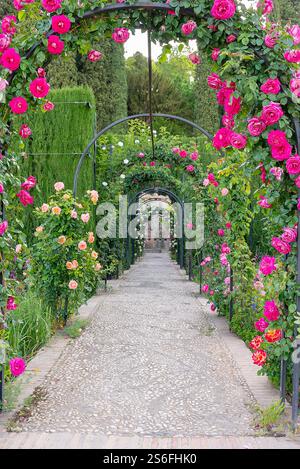 Spaziergang durch einen Bogen aus Rosenbüschen in der generalife-Gegend der alhambra Stockfoto