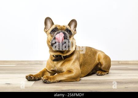 Ein Bild von einem niedlichen Bulldogge auf dem Boden liegend seine Nase lecken Stockfoto