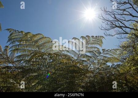 Schwarzbaumfarnwedel (Sphaeropteris medullaris) in Neuseeland Stockfoto