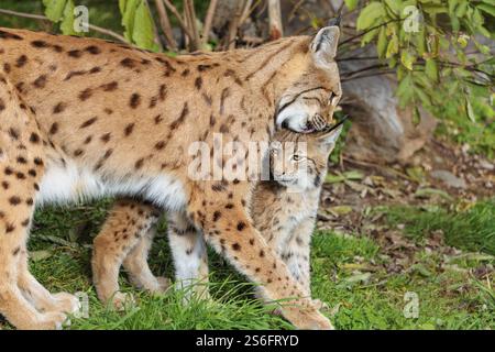Eine weibliche euroasische Luchse (Lynx Luchse) pflegt ihr Kätzchen auf einer grünen Wiese am Rande eines Waldes Stockfoto