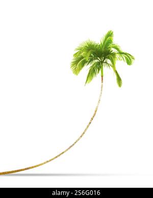 Eine Fotografie einer gekrümmten isolierten Palm Tree Stockfoto