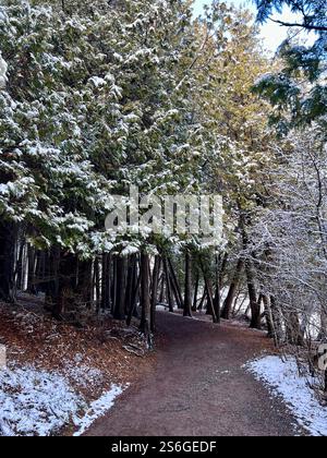 Waldweg mit schneebedecktem Boden und schneebedeckten Kiefern, keine Menschen, tagsüber. Stockfoto
