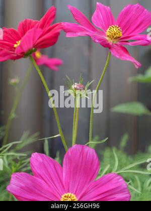 Nahaufnahme von Pink Cosmos Flowers in voller Blüte gegen einen grauen Holzzaun. Stockfoto