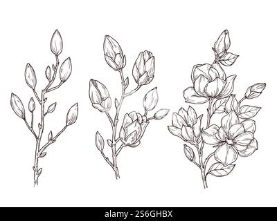 Magnolienskizze. Kunst Blumenblütenzweig und Blumenstrauß. Zeichnung romantischer Frühlingspflanzen, Natur, grafische botanische Vektor-Illustration. Astmagnolie botanische Dekoration. Magnolienskizze. Kunst Blumenblütenzweig und Blumenstrauß. Zeichnung romantischer Frühlingspflanzen, Natur, grafische botanische Vektor-Illustration Stock Vektor