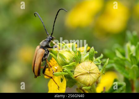 Rotbrauner Longhorn-Käfer - Stictoleptura rubra, schöner großer farbiger Käfer aus europäischen Wäldern und Wäldern, Zlin, Tschechische Republik. Stockfoto