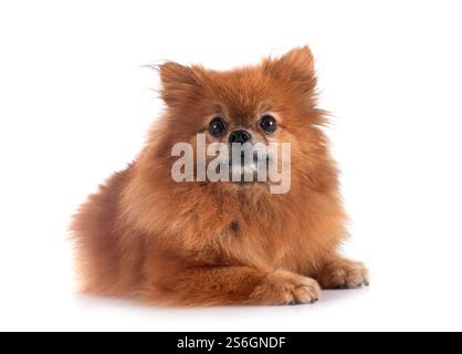 Junge pomeranian vor weißem Hintergrund Stockfoto