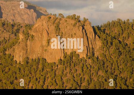 Morro de Pajonales und Wald der Kanarischen Insel Kiefer Pinus canariensis. Naturschutzgebiet von Inagua. Tejeda. Gran Canaria. Kanarische Inseln. Spanien. Stockfoto