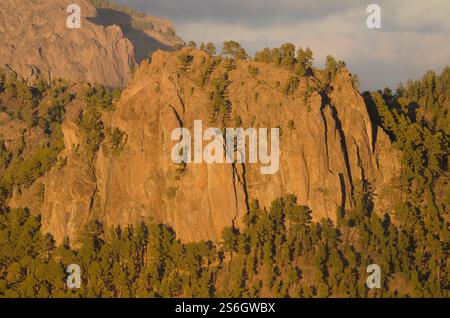 Morro de Pajonales und Wald der Kanarischen Insel Kiefer Pinus canariensis. Naturschutzgebiet von Inagua. Tejeda. Gran Canaria. Kanarische Inseln. Spanien. Stockfoto