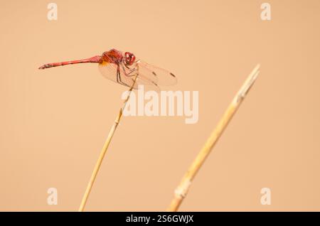 Männliche rotaderförmige Tropftrithemis arteriosa. La Lajilla. La Aldea de San Nicolas. Gran Canaria. Kanarische Inseln. Spanien. Stockfoto