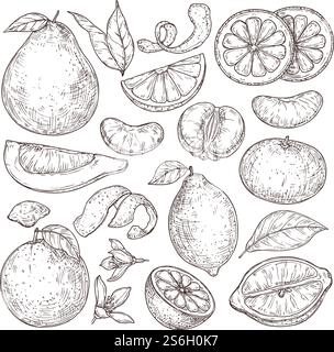 Zitrusfrüchte-Skizze. Handgezeichnete Orangenmandarinen-Pomelo, isolierte tropische saftige Pflanzen. Vintage Zitronenblüte Blume Vektor Illustration. Zitrone gesund gezeichnete Skizze und saure Früchte. Zitrusfrüchte-Skizze. Handgezeichnete Orangenmandarinen-Pomelo, isolierte tropische saftige Pflanzen. Vintage Zitronenblüte Blume Vektor Illustration Stock Vektor