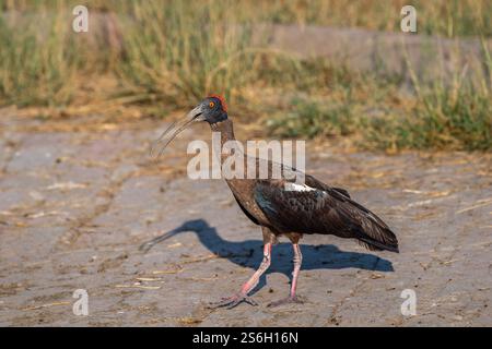 Wild Red Naped ibis Indian Black ibis Pseudibis papillosa Nahaufnahme Porträt mit offenem Segel Keoladeo Nationalpark bharatpur Vogelschutzgebiet rajasthan Stockfoto