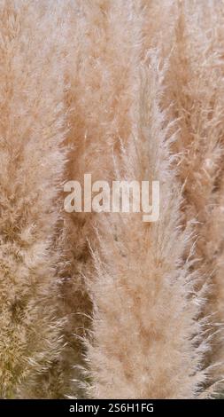 Detaillierte Nahaufnahme von weichem, beigefarbenem Pampasgras, Cortaderia selloana, Federn, die ihre zarten, federleichte Textur und natürliche Eleganz. Ideal für Stockfoto