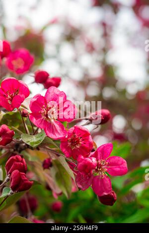 Blick auf rote Blüten des scharlachroten Apfelbaums auf Baumzweigen Stockfoto