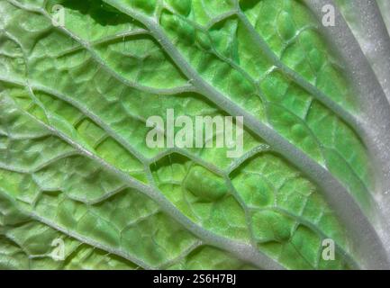 Ein frischer grüner Salatblatt mit detaillierten Texturen und glitzernden Wassertröpfchen unterstreicht seine natürliche Frische und Vitalität. Stockfoto