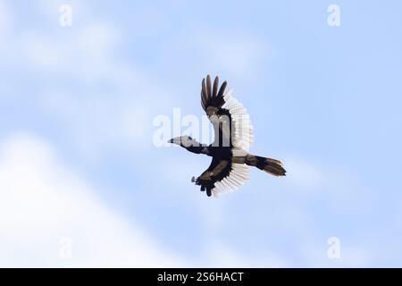 Schwarz-weiß-kaskierter Nashornvogel Bycanistes subzylindricus, Jungtier im Flug, Entebbe Botanical Gardens, Uganda, September Stockfoto