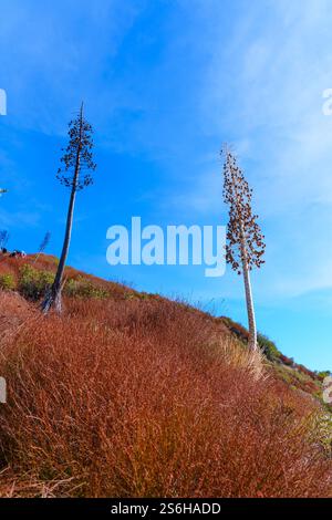 Zwei hohe Bäume im Angeles National Forest, Südkalifornien, umgeben von goldenen Gräsern. Stockfoto