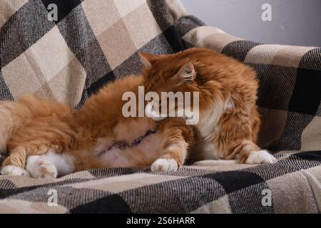 Eine flauschige Ingwerkatze liegt nach der Operation auf der Couch und versucht, die Stiche zu erreichen Stockfoto