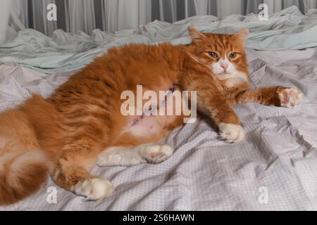 Erwachsene Ingwerflauschige Katze, die nach Bauchoperationen auf dem Bett ruht Stockfoto