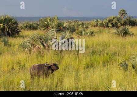 Cape Buffalo Syncerus Caffer, Erwachsene auf der Suche nach Grasland, Murchison Falls, Uganda, September Stockfoto